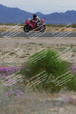 media/Jan-14-2023-SoCal Trackdays (Sat) [[497694156f]]/Turn 14 Exit Bloomig (145pm)/